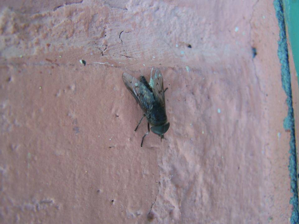 FIGURE 1 FIGURE 1